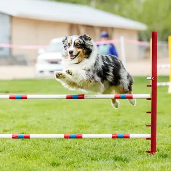 Senior Dog Agility
