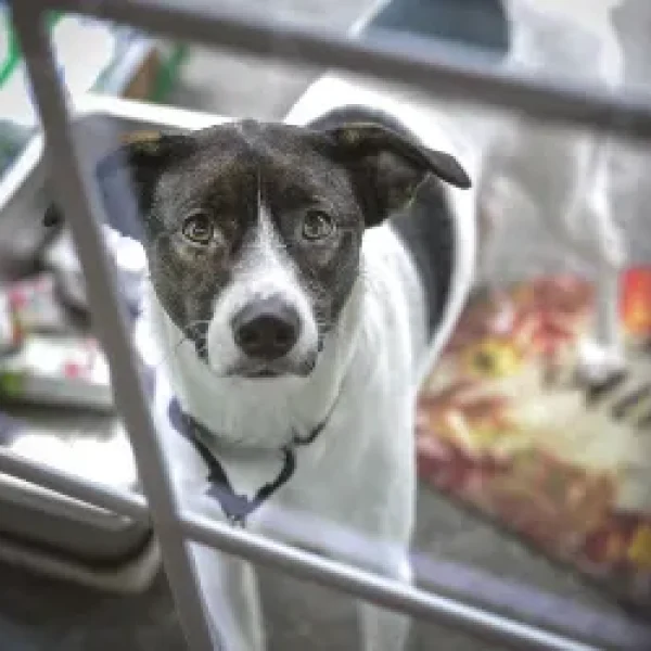 Separation Anxiety in Dogs