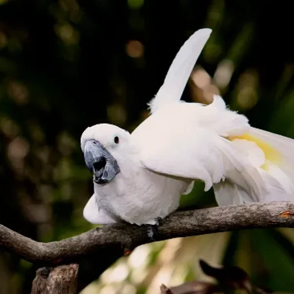 Sexual Behavior in Birds