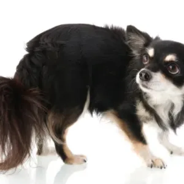 Signs Your Dog is Stressed and How to Relieve It