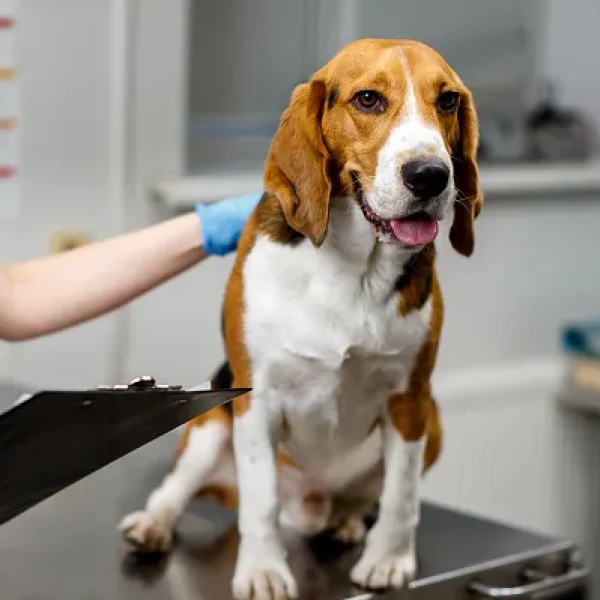 Skin Biopsy in Dogs