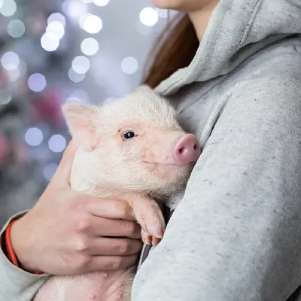 Skin, Hoof, and Dental Care for Your Mini-Pig