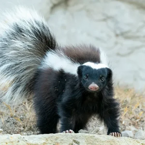 Skunk Spray and Your Dog