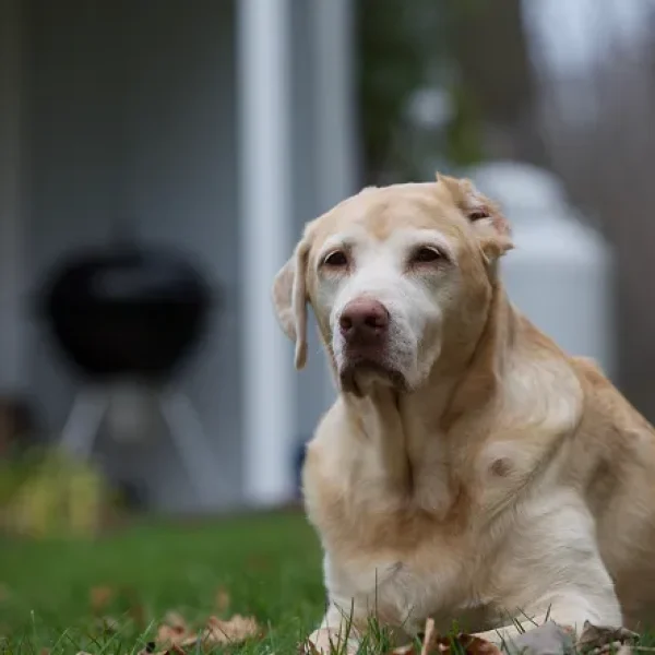 Soft Tissue Sarcomas