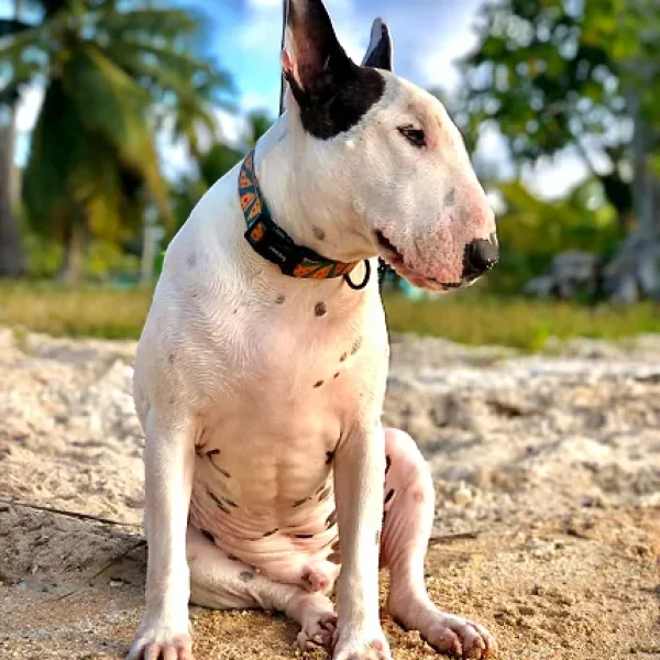 Squamous Cell Carcinomas in Dogs