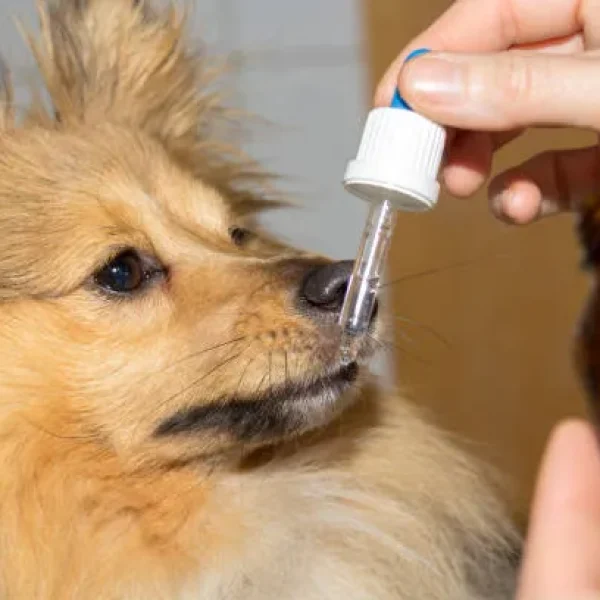 Supplements - Weight Loss