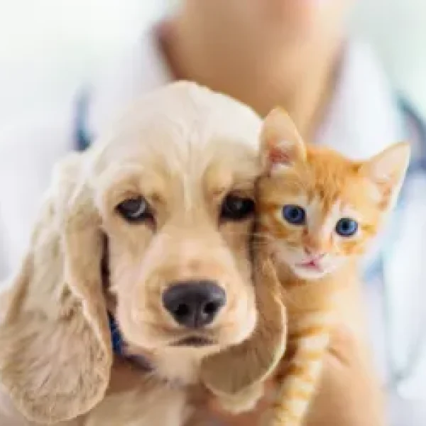 Supplements for Puppies and Kittens
