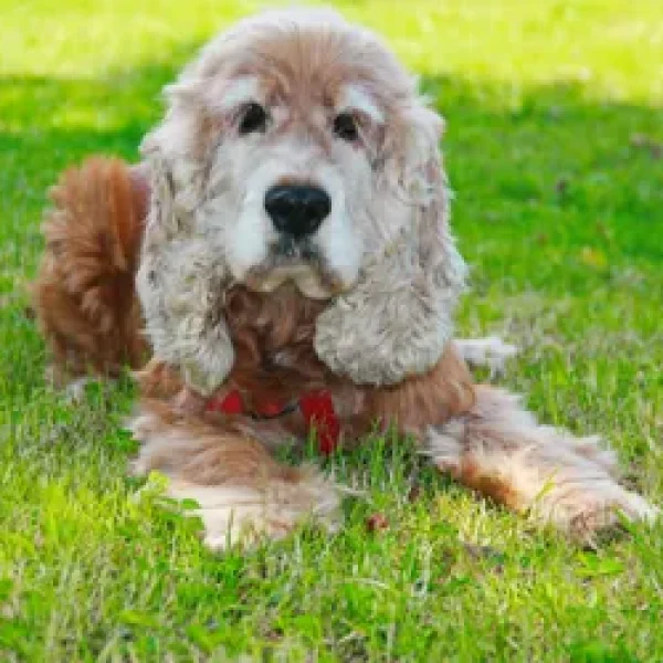 Supplements for the Older Pet