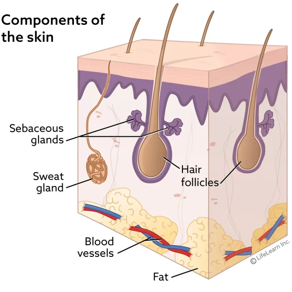 Sweat Gland, Hair Follicle, and Sebaceous Gland Tumors