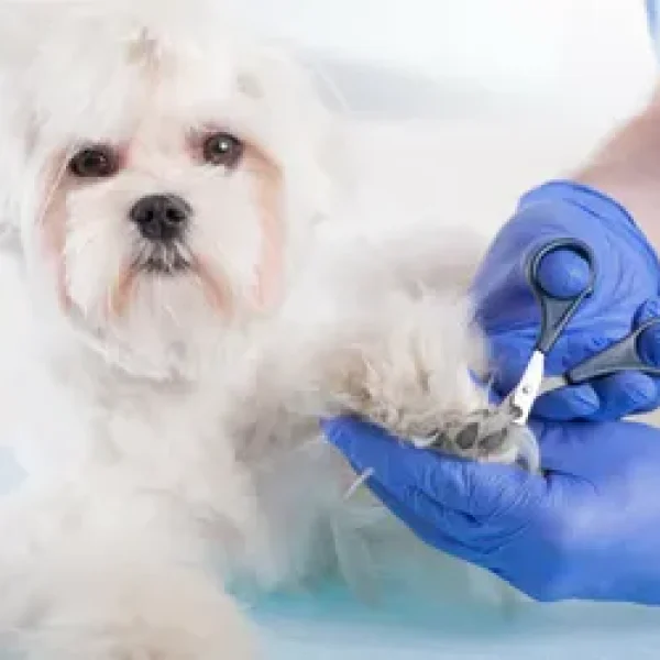 Taking the Stress out of Nail Trimming for Dogs