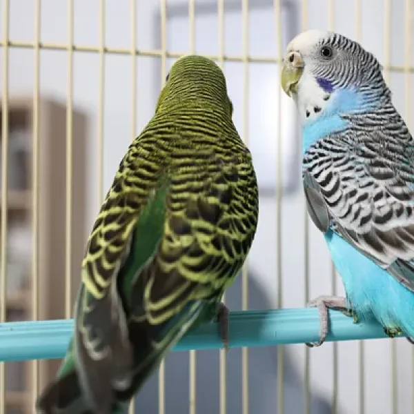 Taming, Training, and Talking to Birds