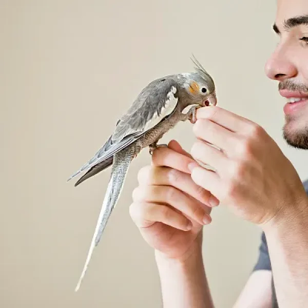 Taming, Training, and Talking to Birds