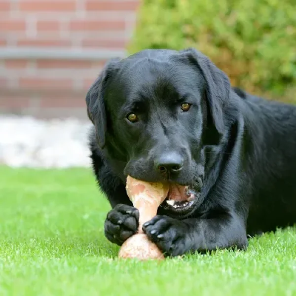 Teaching Your Dog to Drop an Object