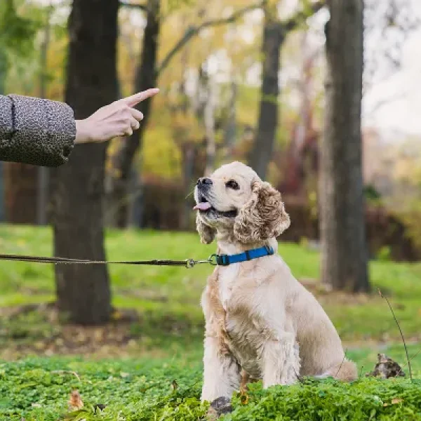 Teaching and Training a Deaf Dog