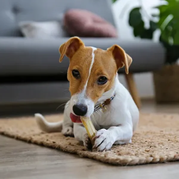 Teeth, Teething and Chewing in Puppies