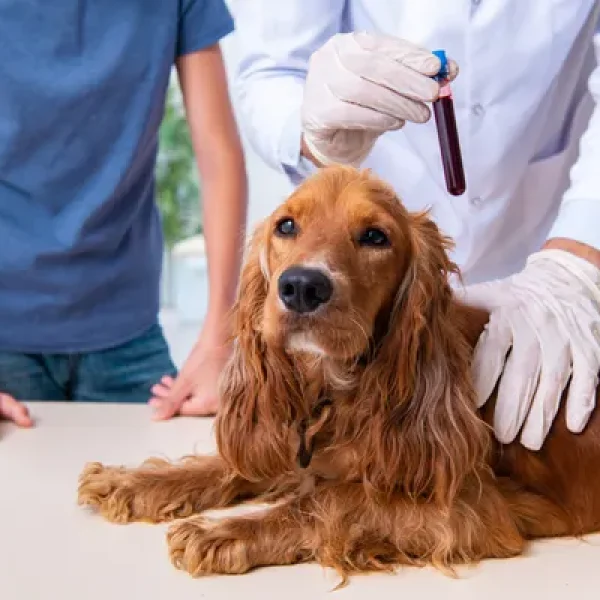 Testing and Monitoring in Addison's Disease