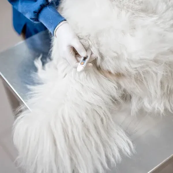 Testing for Diarrhea