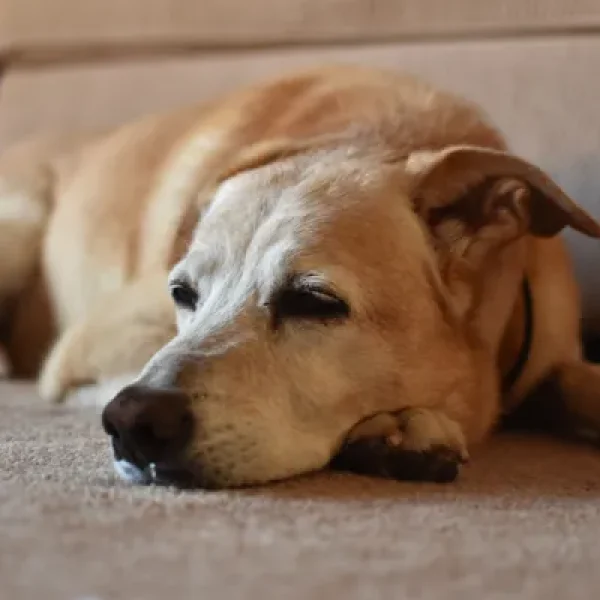 Testing for Fever of Unknown Origin