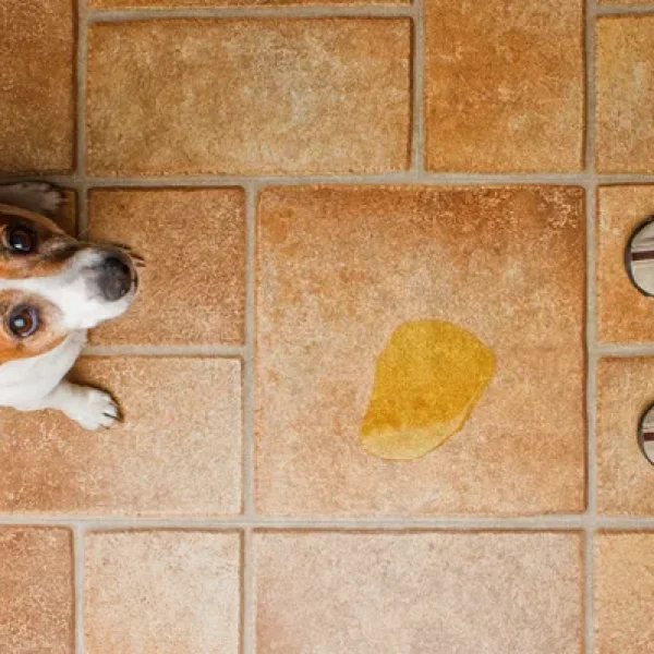 Testing for Inappropriate Urination (Urinating in the House)