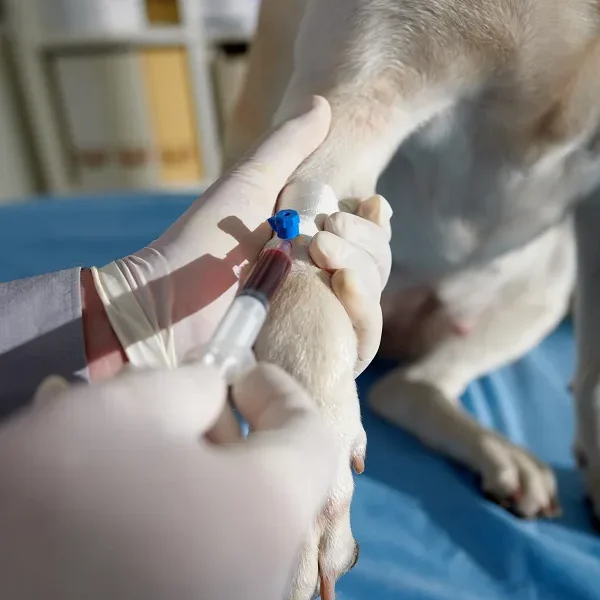 Testing for Leptospirosis in Dogs