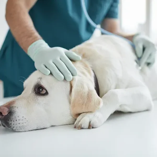 Testing for Liver Disease