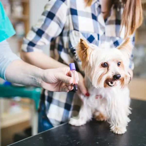 Testing for Low Blood Sugar