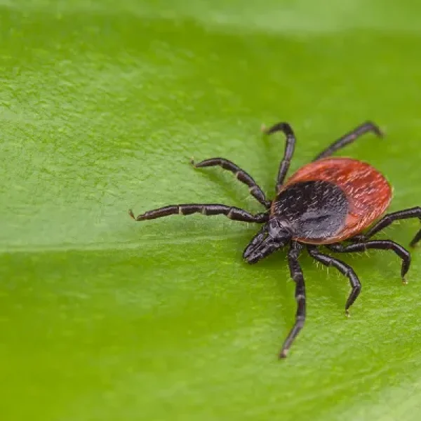 Testing for Lyme Disease in Dogs