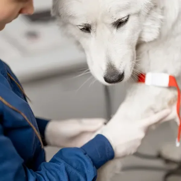 Testing for Seizures