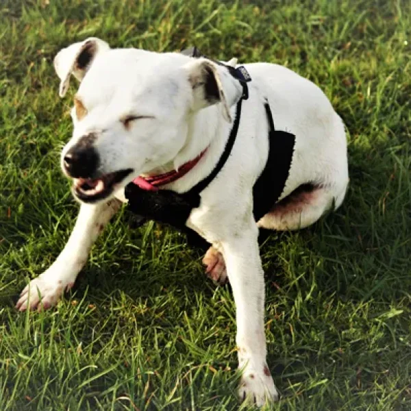 Testing for Sneezing and Nasal Discharge