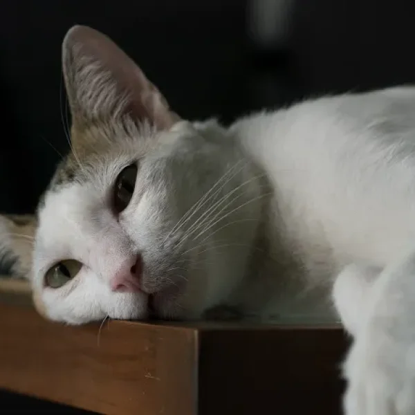 Testing for Weakness