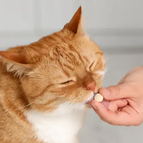 The Differences between Brand Name and Generic Medications