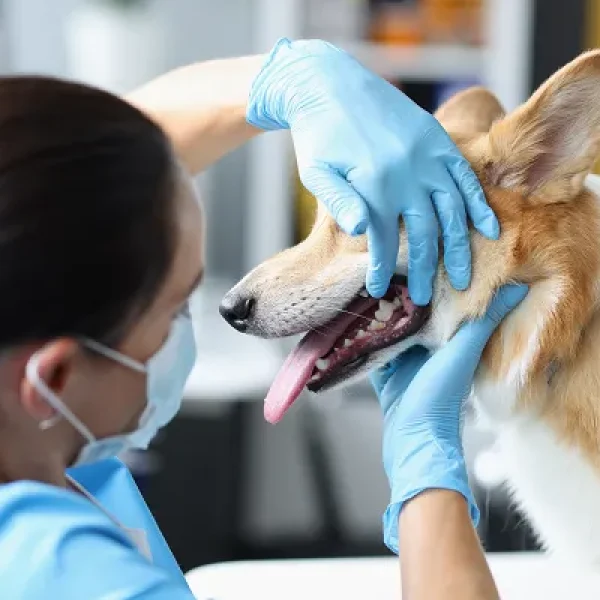 The Importance of Dental X-Rays in Dogs