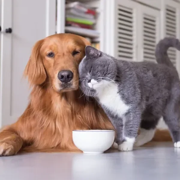 The Importance of Your Pet's Skin and Coat and the Role of Nutrition