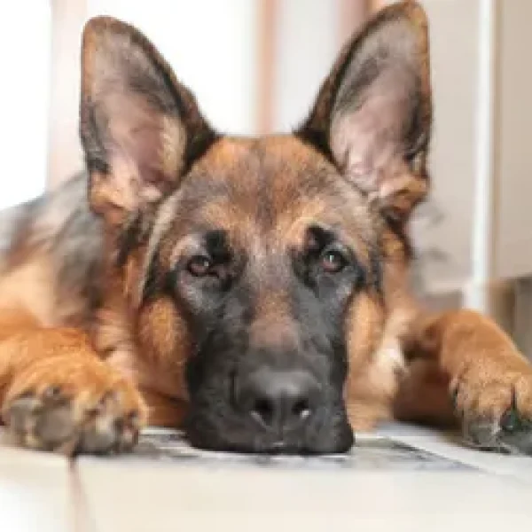 The Pros and Cons of Pedigree