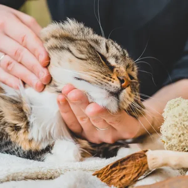 Therapeutic Massage and Your Cat