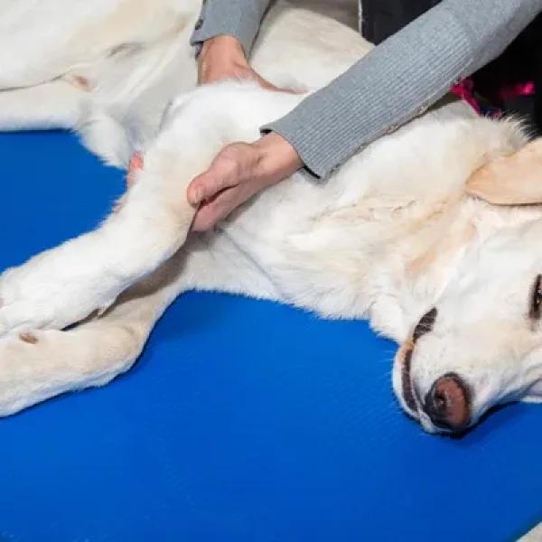 Therapeutic Massage and Your Dog