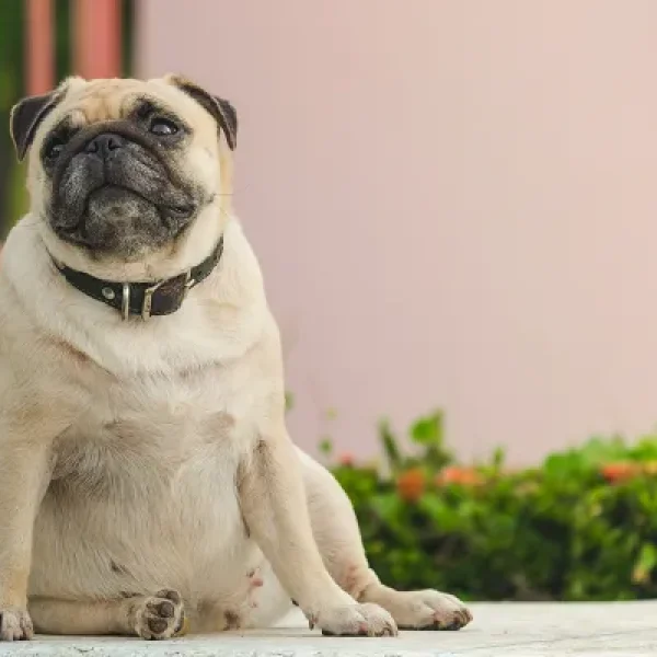 Tips for Successful Weight Loss in Dogs and Cats