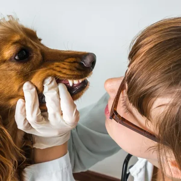 Tooth Resorption in Dogs