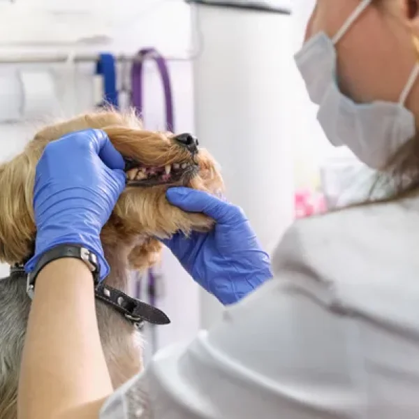 Tooth Root Abscess in Dogs