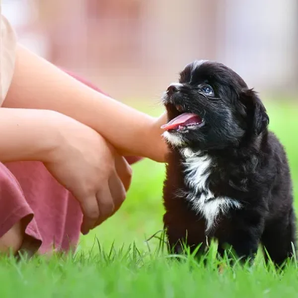Training Your Puppy to Come or Recall on Cue