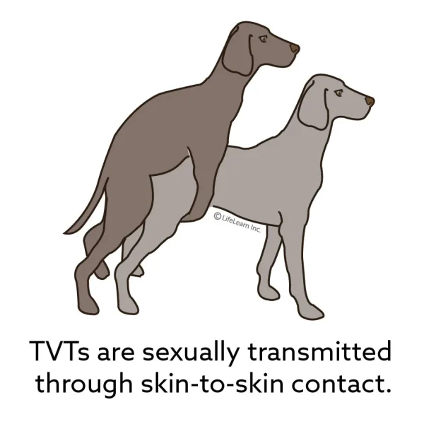 Transmissible Venereal Tumor