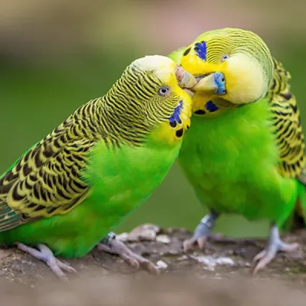 Tumors Lipomas in Birds