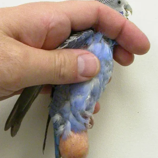 Tumors Xanthomas in Birds