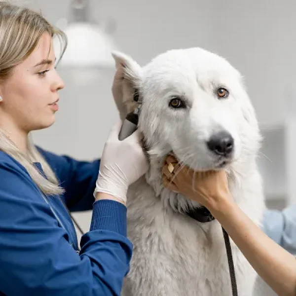 Tympanic Membrane Rupture and Middle Ear Infection in Dogs2