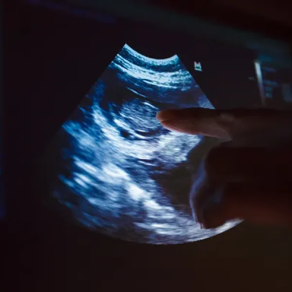 Ultrasound Examination in Dogs