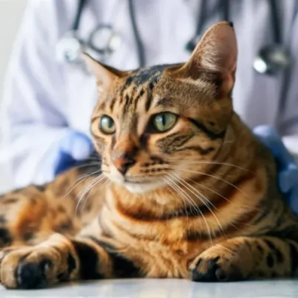 Urine Protein Creatinine Ratio