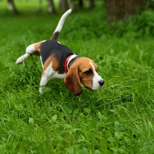 Urine Scalding on Grass