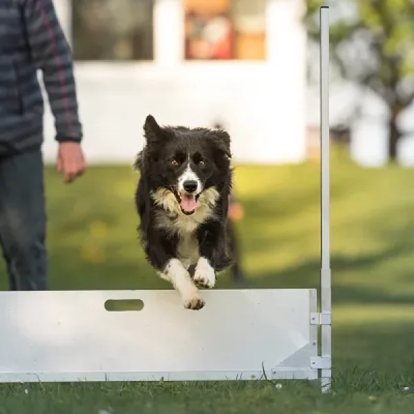 Using Predictability, Scheduling, and Enrichment to Train Your Dog