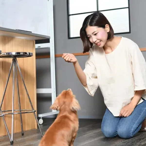 Using Reinforcement and Rewards to Train Your Pet