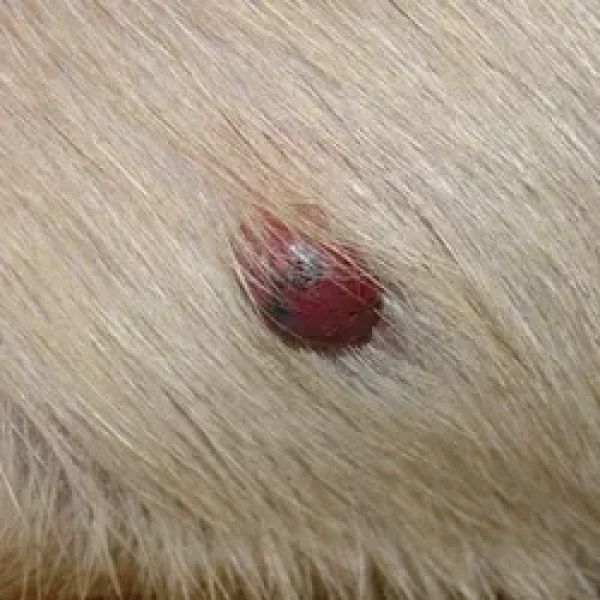 Vascular Tumors Affecting the Skin